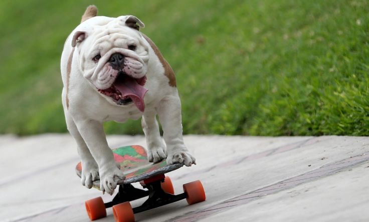 CULTURE]スケボー犬のオットー君 人間トンネルのギネス記録を樹立