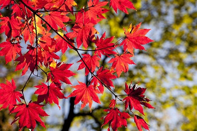 Hakone autumn leaves drive time, spot & drive course!