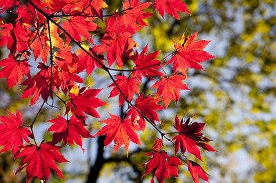 箱根の紅葉ドライブ見頃時期＆スポット＆ドライブコース！