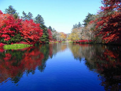 Karuizawa Autumn leaves Drive time & spot & drive course!