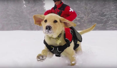 [CULTURE] Training starts in only 10 weeks after the popular avalanche rescue dog overseas