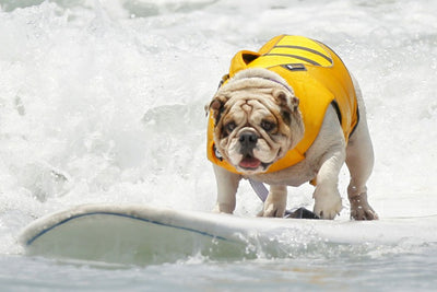 [CULTURE]カリフォルニアで犬のサーフィン大会