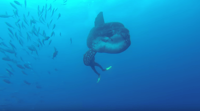 [CULTURE] Giant Manbo off the coast of Portugal