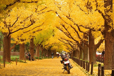 [Drive] Super secret! Peace in the city center Yellow leaves spot