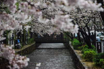 [Travel] Must See Sakura Spots in Tokyo Area
